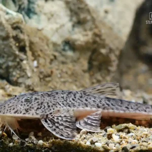 Flunderharnischwels (Pseudohemiodon laticeps) Schnäppchen