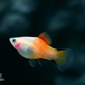 Schneller Versand Kometplaty Gold (Xiphophorus maculatus var.)