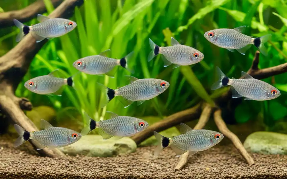 Rotaugen Moenkhausia (Moenkhausia sanctaefilomenae) Finale Aktion