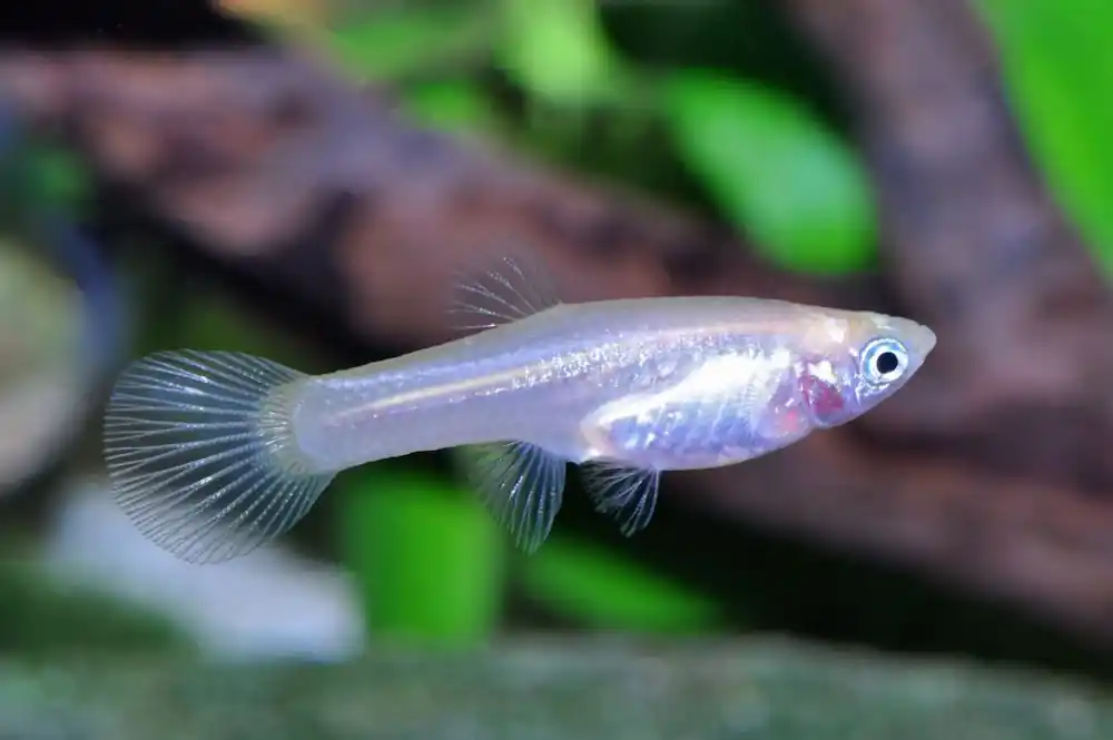 Endler Guppy Weibchen (Poecilia wingei) Letzte Chance