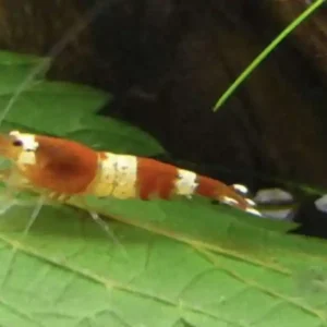 Red Crystal Garnele (Caridina cantonensis) Direktkauf
