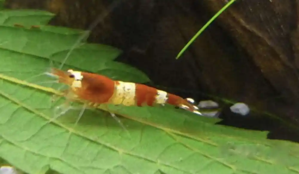 Red Crystal Garnele (Caridina cantonensis) Direktkauf