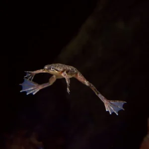 Zwergkrallenfrosch (Hymenochirus boettgeri) Jetzt Kaufen