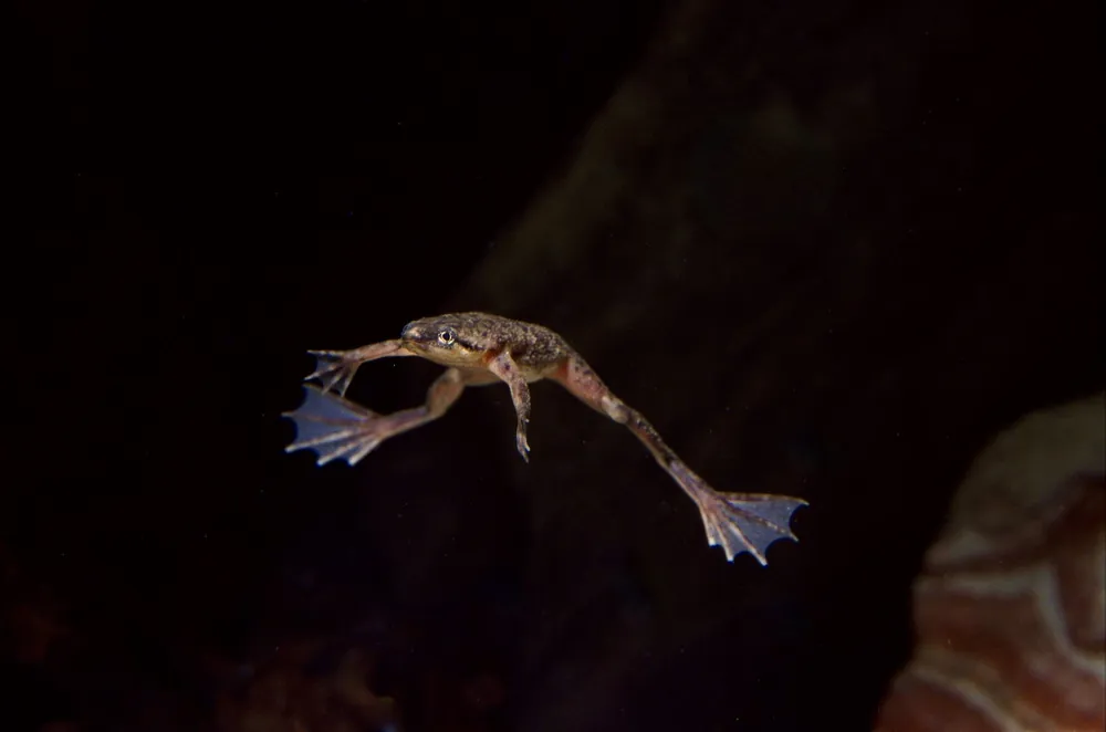 Zwergkrallenfrosch (Hymenochirus boettgeri) Jetzt Kaufen