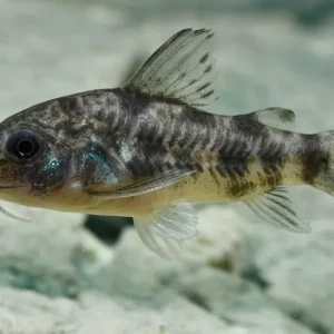 Marmorierter Panzerwels, Größe "M" (Corydoras paleatus) Begrenztes Angebot