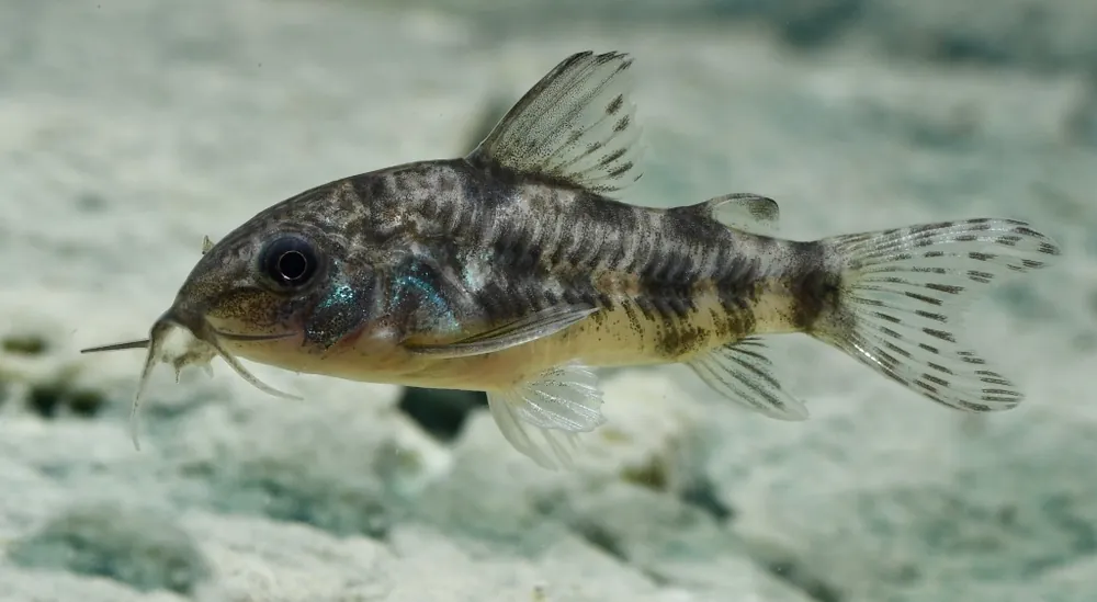 Marmorierter Panzerwels, Größe "M" (Corydoras paleatus) Begrenztes Angebot