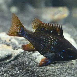 Schmetterlingsbuntbarsch Schwarz (Microgeophagus ramirezi var. black) Jetzt Bestellen