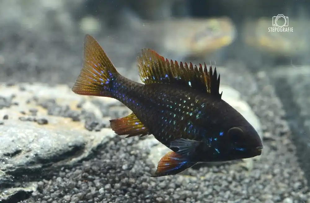 Schmetterlingsbuntbarsch Schwarz (Microgeophagus ramirezi var. black) Jetzt Bestellen