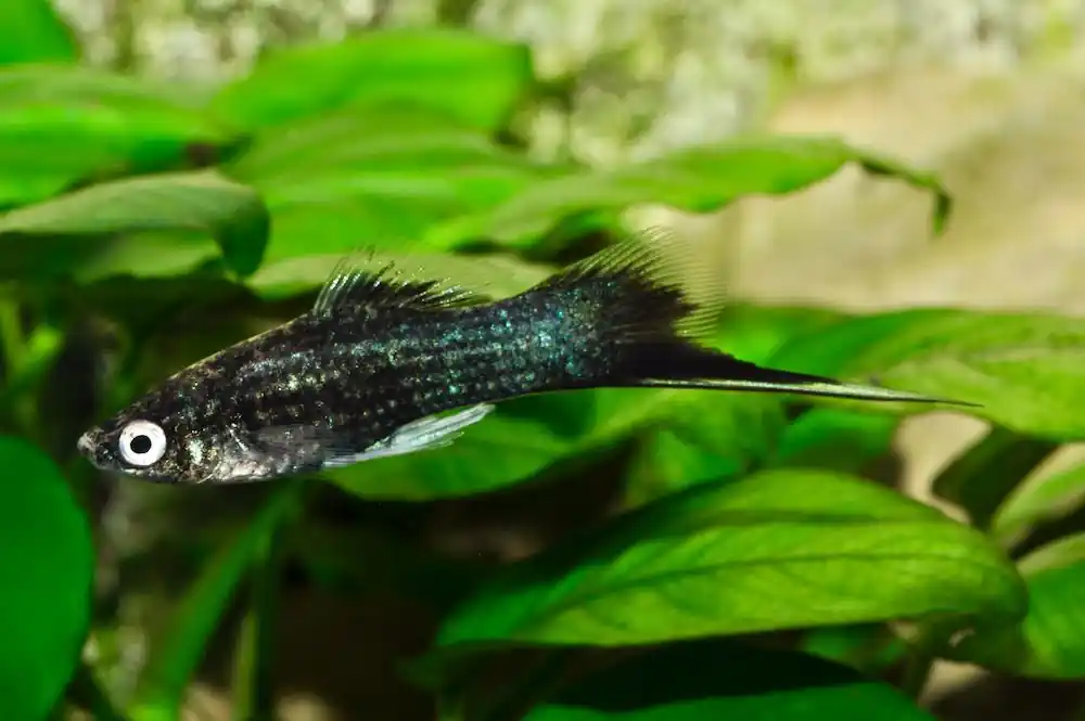 Neu Schwertträger schwarz (Xiphophorus helleri var.)