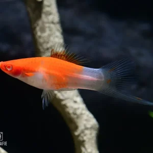 Schwertträger Kohaku Weiß (Xiphophorus helleri var.) Billig