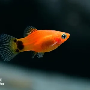 Mickey Mouse Platy "Rot" (Xiphophorus maculatus) Mega-Angebot