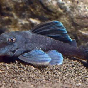 Blauflossen Zwergharnischwels (L 239 Baryancistrus beggini) Billig