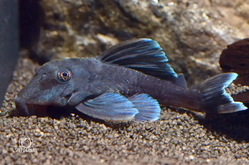 Blauflossen Zwergharnischwels (L 239 Baryancistrus beggini) Billig