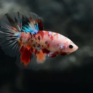 Top-Preis Longtail Koi Kampfisch (Betta splendens)