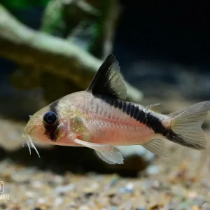 Neu Kopfbindenpanzerwels (Corydoras melini)