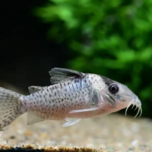 Schwarzbindenpanzerwels/Fleckpanzerwels (Corydoras melanistius) Preis Gesenkt