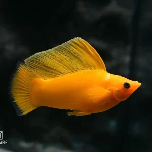 Segelkärpfling Gold (Poecilia velifera var.) Sichere Zahlung