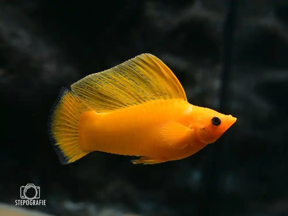 Segelkärpfling Gold (Poecilia velifera var.) Sichere Zahlung
