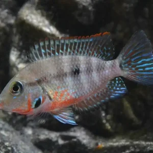 Preiswert Feuermaulbuntbarsch (Thorichthys meeki) M