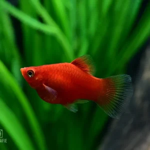 Meistverkauft Korallenplaty M (Xiphophorus maculatus)
