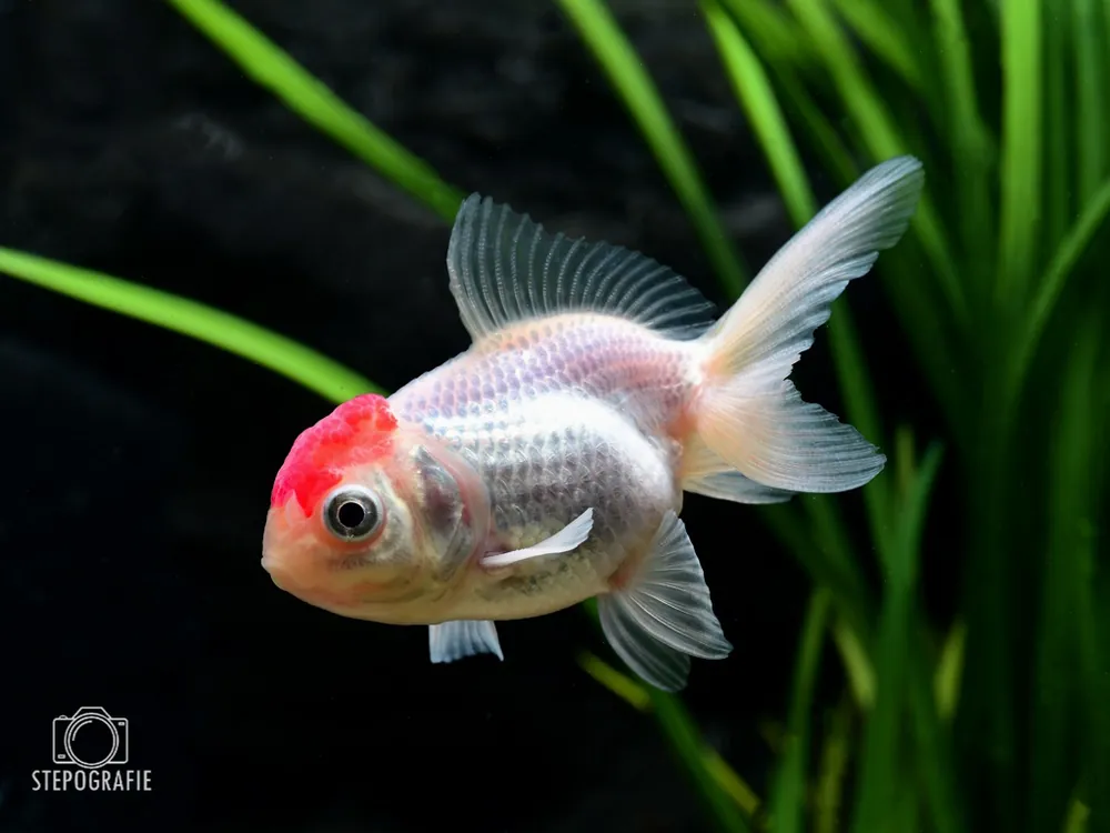 Schleierschwanz "Rotkopf" (Carassius auratus var.) Kracherpreis
