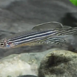 Zertifiziert Zebrabärbling Schleier (Danio rerio var.)