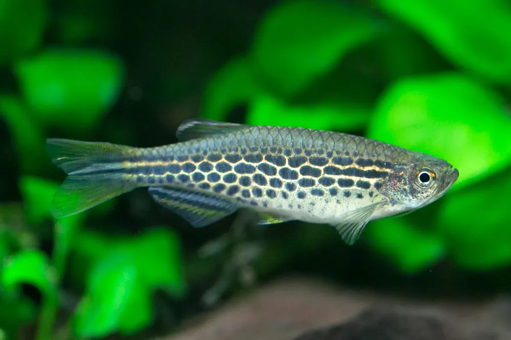 Besatz für ein 100-130 Liter Südostasien-Aquarium "Spezial" Solange Der Vorrat Reicht