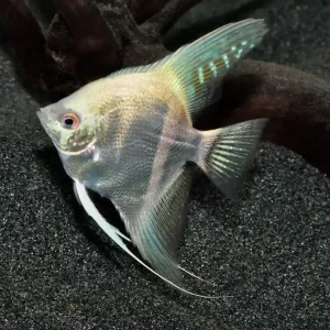 Albino Gold Pearl Skalar (Pterophyllum scalare) Expressversand