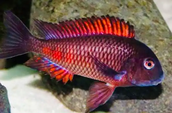Roter Schwanzstreifen Moori (Tropheus moori moliro red) Garantierte Lieferung