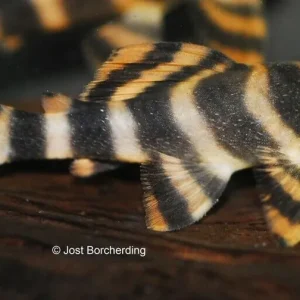 Must-Have L 80 Tiger Zwergschilderwels (Peckoltia sp "L080")