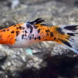 Nur Für Kurze Zeit Koi Schwertträger Calico (Xiphophorus helleri): Zucht Trio: 1 M + 2 W