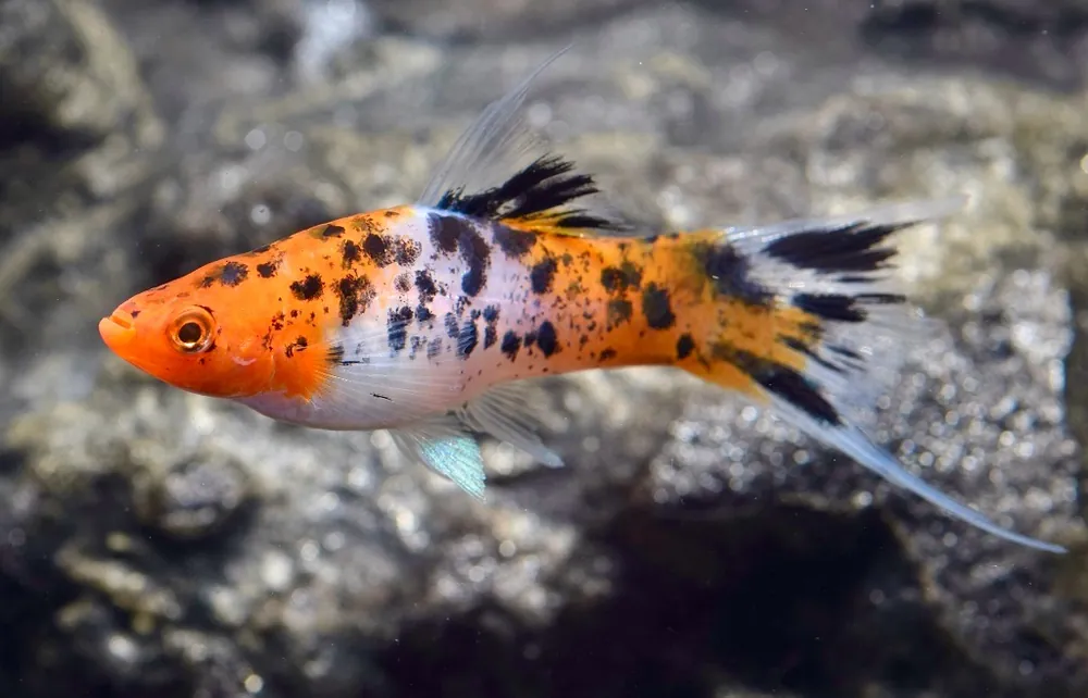 Nur Für Kurze Zeit Koi Schwertträger Calico (Xiphophorus helleri): Zucht Trio: 1 M + 2 W