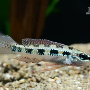 Neue Ware Gabelschwanz Schachbrettcichlide (Dicrossus filamentosus)