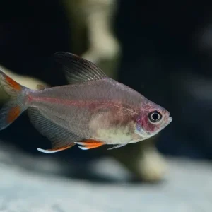 Schmucksalmler L (Hyphessobrycon bentosi) Nur Für Kurze Zeit