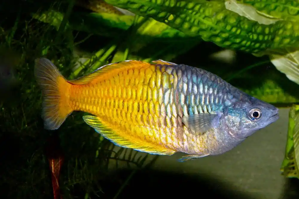 Boesemans Regenbogenfisch DNZ L(Melanotaenia boesemani) Kracherpreis