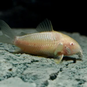 Albino Panzerwels DNZ ML (Corydoras aeneus var.) Zertifiziert