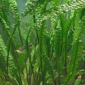 Billig Hammerschlag: Cryptocoryne usteriana