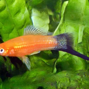 Schwertträger wagtail rot (Xiphophorus helleri) Top-Angebot