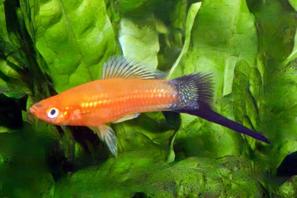 Schwertträger wagtail rot (Xiphophorus helleri) Top-Angebot