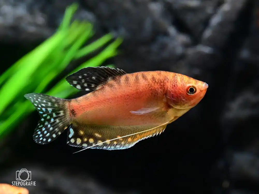 Ausverkauf Goldgurami M (Trichogaster trichopterus var.)
