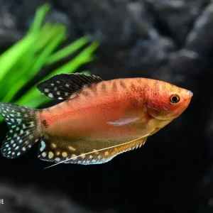 Neu Goldgurami L (Trichogaster trichopterus var.)