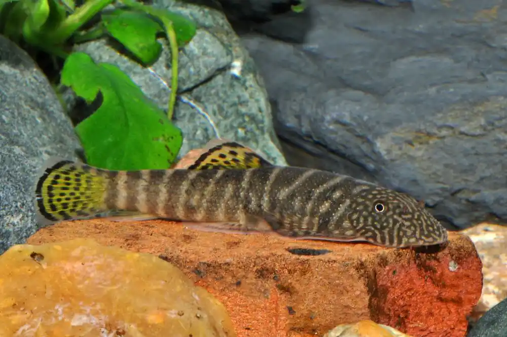Zebra Flossensauger / Gelbschwanz-Flossensauger (Gastromyzon viriosus) Jetzt Bestellen