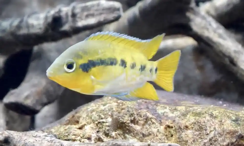 Begrenztes Angebot Regenbogencichlide (Herotilapia multispinosa)
