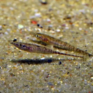Mega-Angebot Burma Stichling (Indostomus paradoxus)