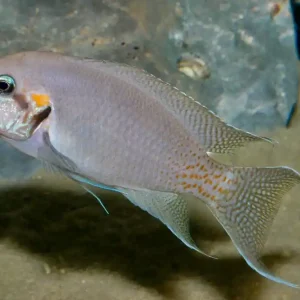 Günstig Gabelschwanzbuntbarsch, Feenbarsch, "Prinzessin von Burundi" (Neolamprologus brichardi)
