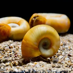 Sofort Bestellen Paradiesschnecke Gold (Marisa cornuarietis)