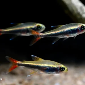 Neu Loretosalmler (Hyphessobrycon loretoensis)