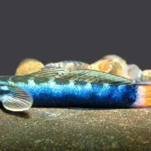Rotschwanzgrundel (Sicyopterus lagocephalus) Nur Heute
