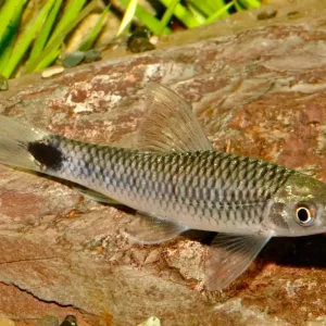 Netzpinselalgenfresser, Schwanzfleck-Algenfresser M (Crossocheilus reticulatus) Garantierte Lieferung