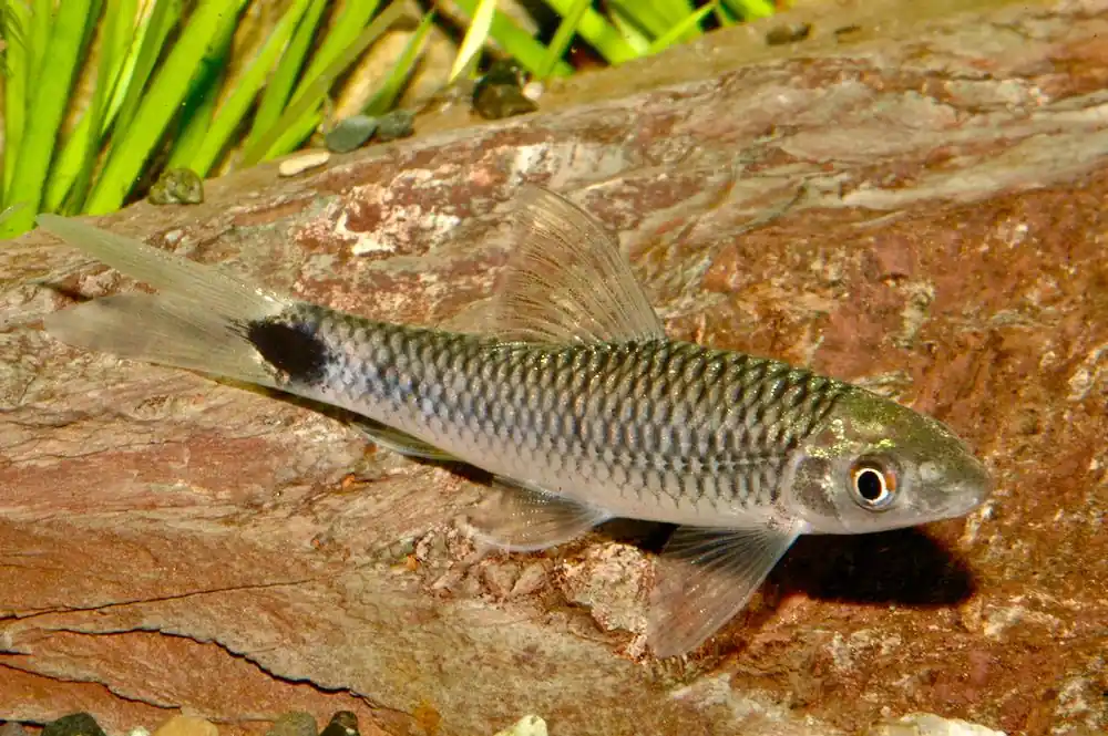 Netzpinselalgenfresser, Schwanzfleck-Algenfresser M (Crossocheilus reticulatus) Garantierte Lieferung